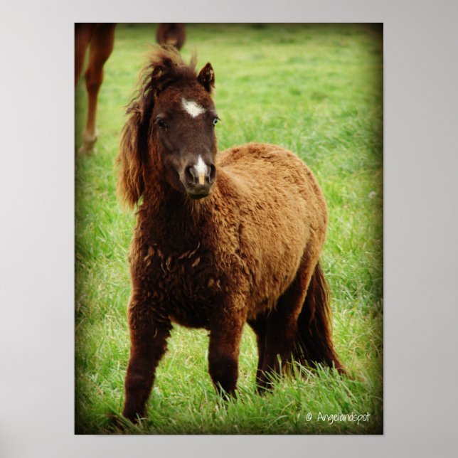 Poster Mini surpris (Devant)