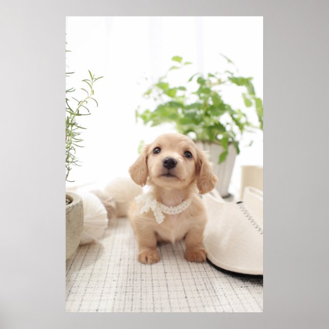 Poster Miniature Dachshund (Devant)