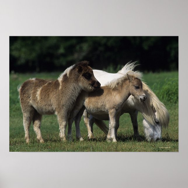 Poster Miniature Mare & Foies 3 (Devant)