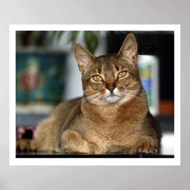 Poster Minu - Minu (Devant)