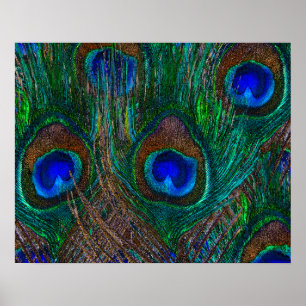 Poster Minuit Peacock Plumes Etching Style Décor