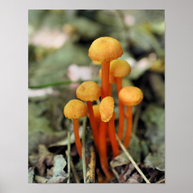 Poster Minuscule Champignons Orange Nature (Devant)