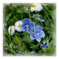 minuscules fleurs bleues