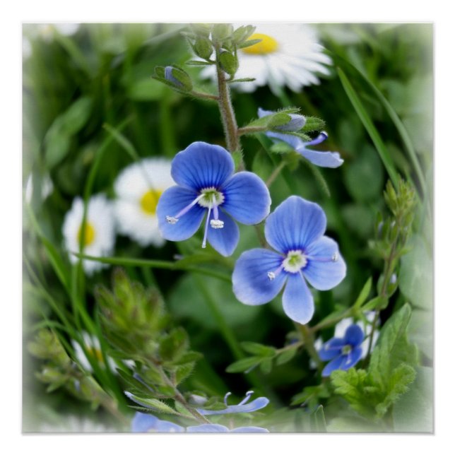 Poster minuscules fleurs bleues (Devant)