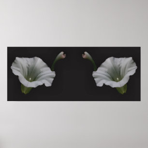 Poster Miroir de fleurs de couleur blanche matin Abstrait
