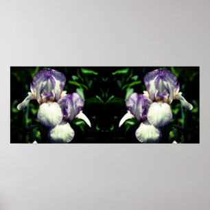 Poster Miroir Fleur Iris Blanc Violet Porté Abstrait