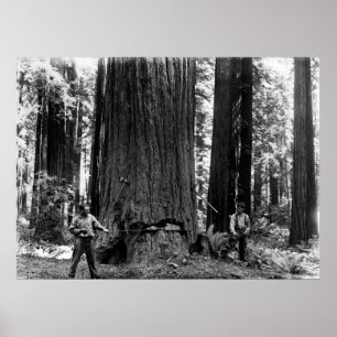 Poster MISERY WHIPPING a SEQUOIA c. 1900