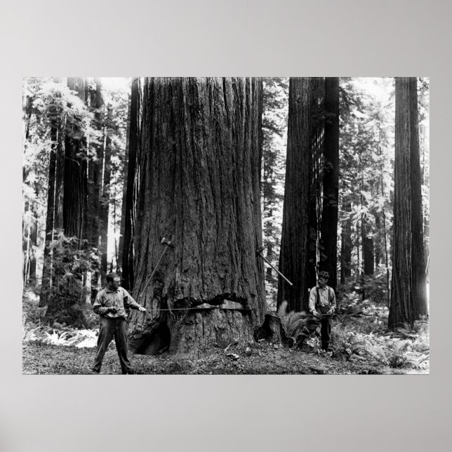 Poster MISERY WHIPPING a SEQUOIA c. 1900 (Devant)