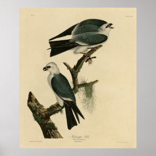 Poster Mississippi Kite de Audubon's Birds of America