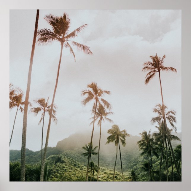 Poster Misty Morning Palms à Oahu, Hawaii (Devant)