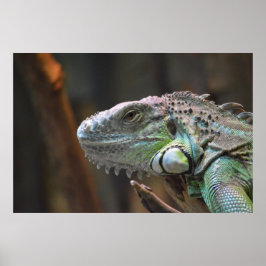 Poster mit dem Kopf der farbenfrohen Iguana-Eidech