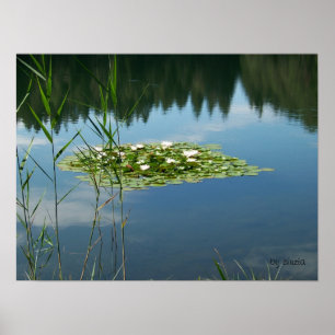 Poster mit einem Foto von weißen Lotus-Blume