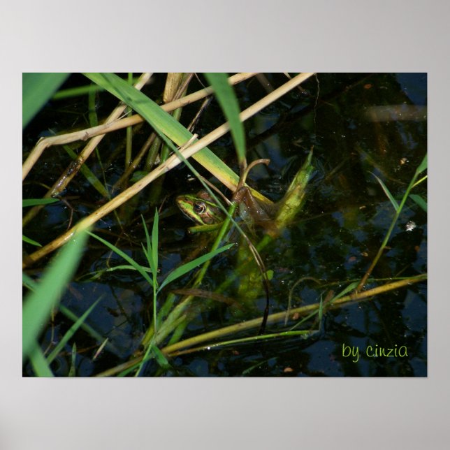 Poster mit mimetischem Frosch (Vorne)