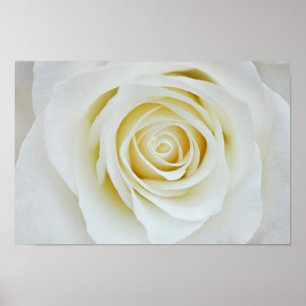 Poster mit Rosa Blume