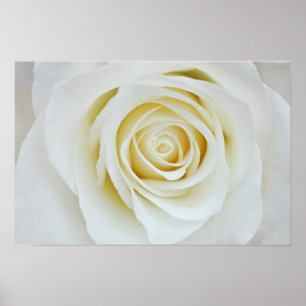 Poster mit weißer Rosenblüte