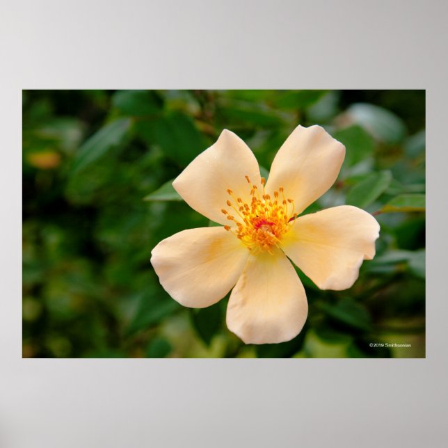 Poster Mme Oakley Fisher Rose (Devant)