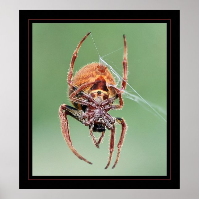 Poster Mme Weaver (Devant)