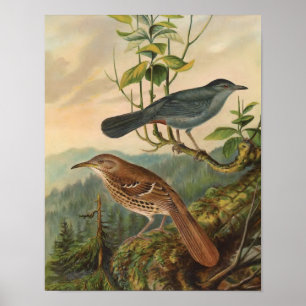 Poster Mockingbird et Brown Thrasher
