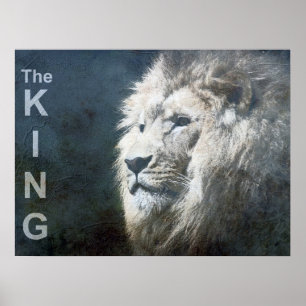 Poster Modèle de Lion branché Nature Animal Le Roi Photo