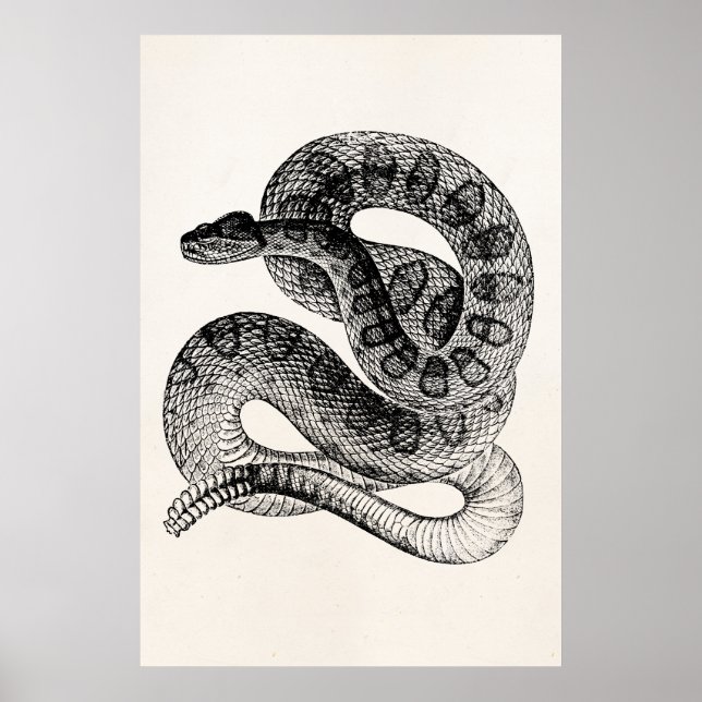 Poster Modèle de serpent de dressage vintage (Devant)