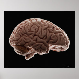Poster Modèle du cerveau humain, plan de studio
