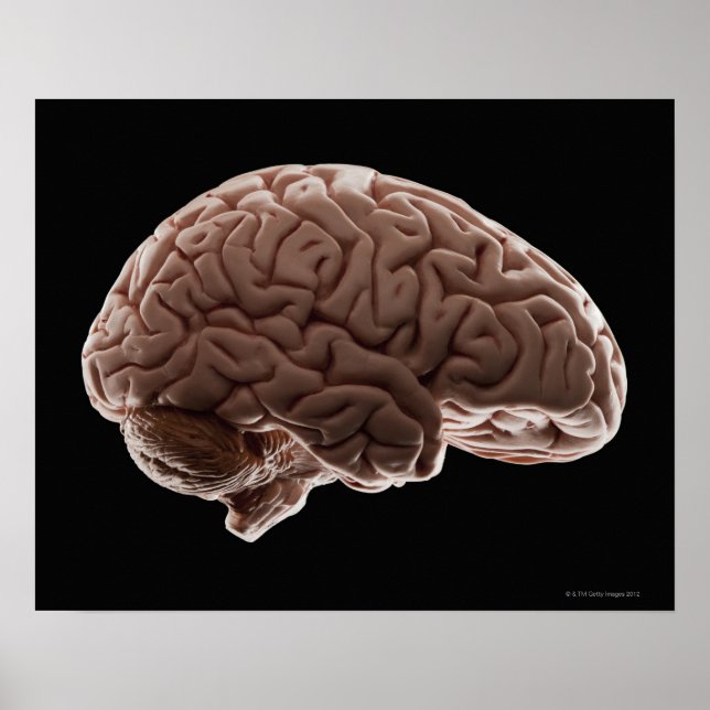 Poster Modèle du cerveau humain, plan de studio (Devant)