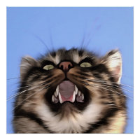 Modèle Plaintif D'Une Peinture Acrylique Tabby Cha