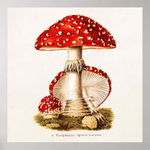 Poster Modèle vintage de champignons de rouge de