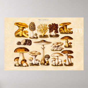 Poster Modèle vintage de champignons de variété de