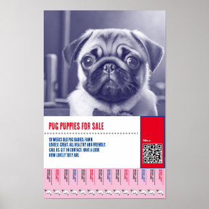 Poster Modèles de flyers pour la vente de chiots Carlin