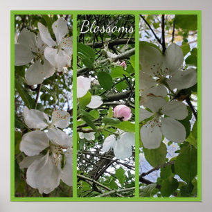 Poster Modification de l'art photo en fleurs