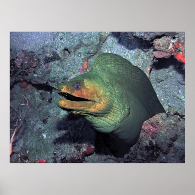 Poster Mohawk Moray (Devant)