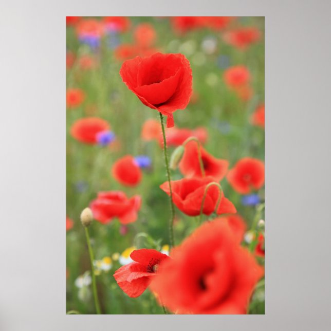 Poster Mohn 2012 (Devant)