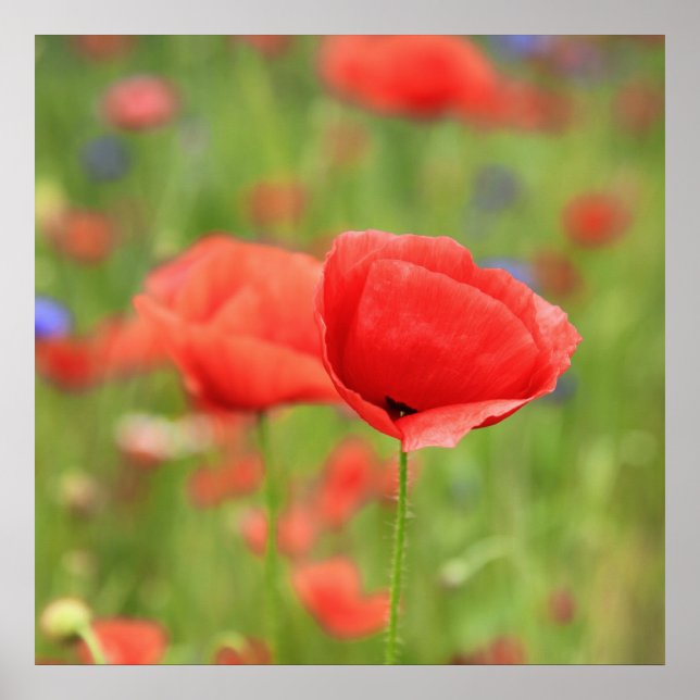 Poster Mohn 2012 2 (Devant)