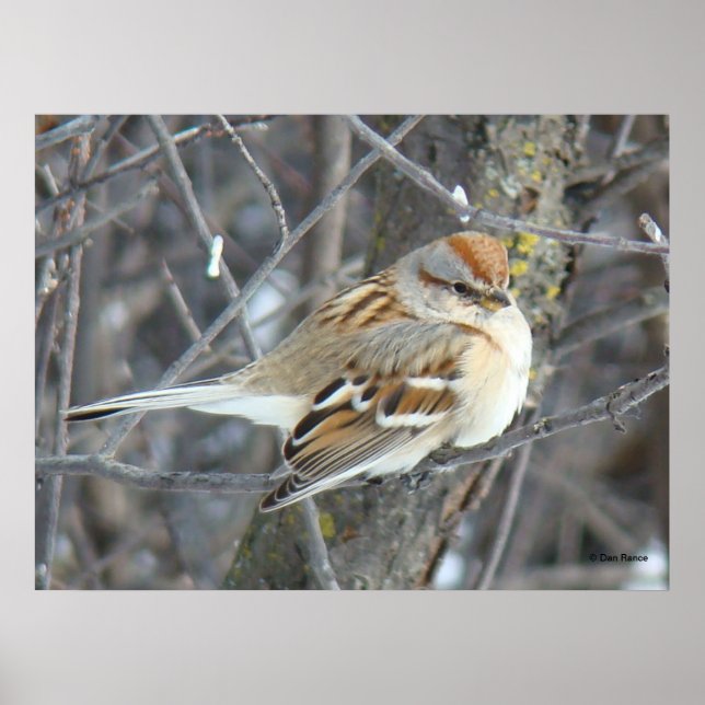 Poster Moineau domestique B24 (Devant)