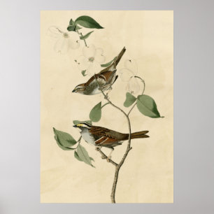 Poster Moineau throated blanc