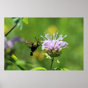 Poster Mois des colibris