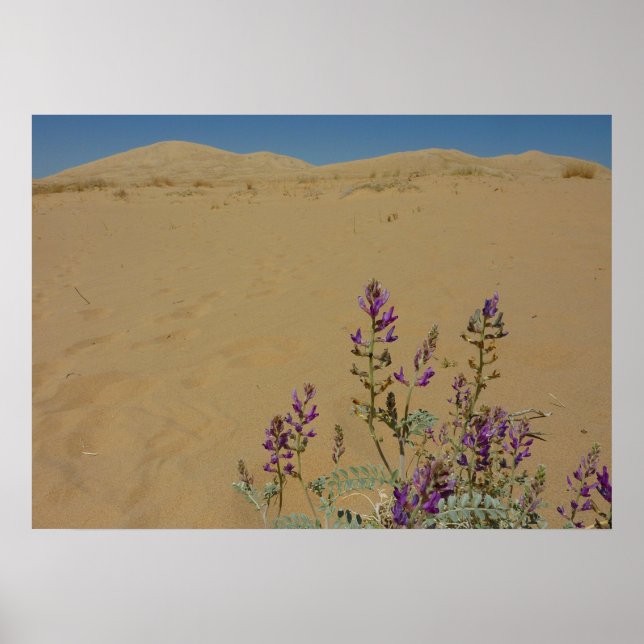 Poster Mojave Indigo Bush et Kelso Dunes (Devant)