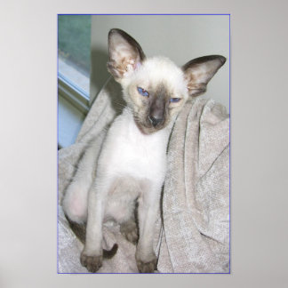 Poster Mojave le Grand