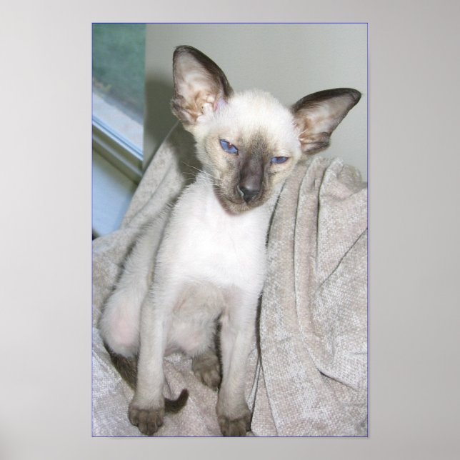 Poster Mojave le Grand (Devant)