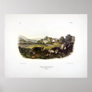 Poster Mole à musaraignes (Mole Est) Audubon