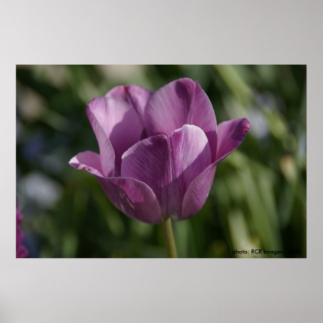 Poster Moment pourpre (Devant)