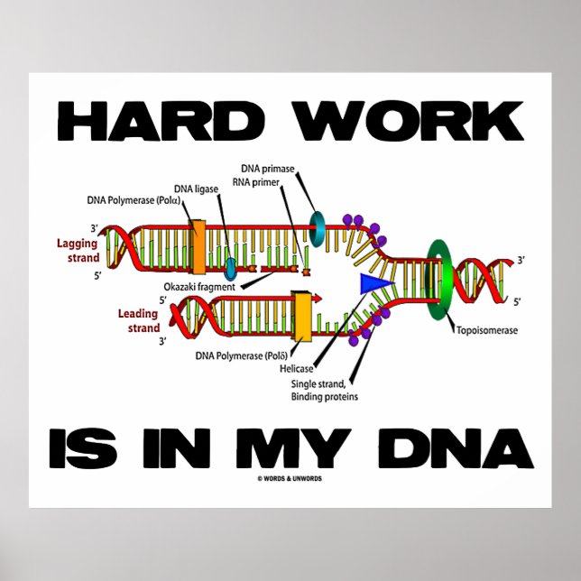 Poster Mon ADN (Réplication De L'ADN) Travaille Dur (Devant)