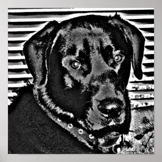 Poster Mon Black Lab