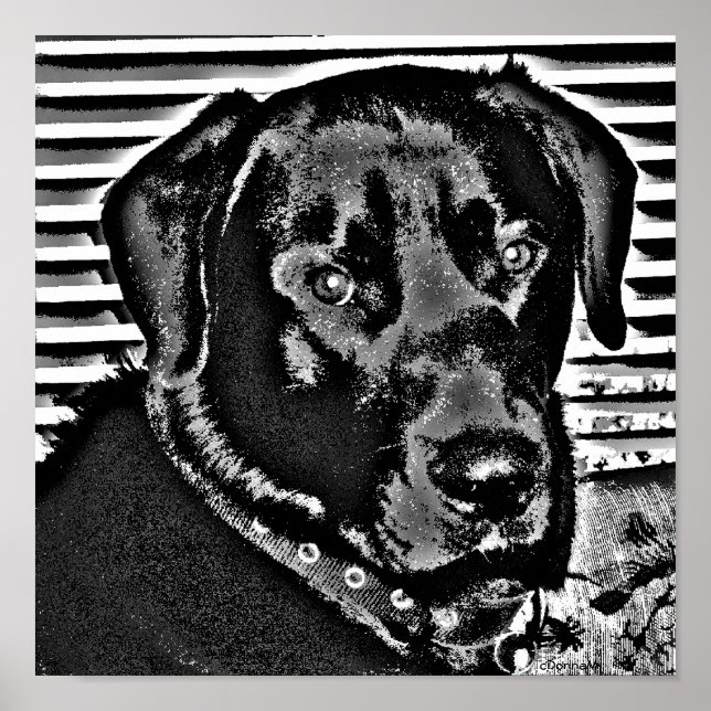 Poster Mon Black Lab (Devant)