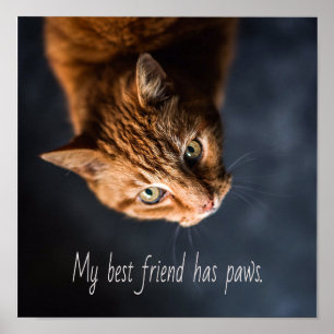 Poster Mon meilleur ami a des pattes, Cat Kitten mignonne