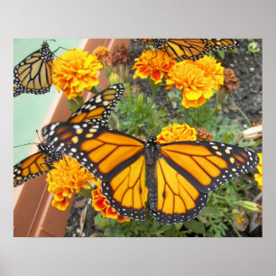 Poster Mon Monarque Papillons-affiche