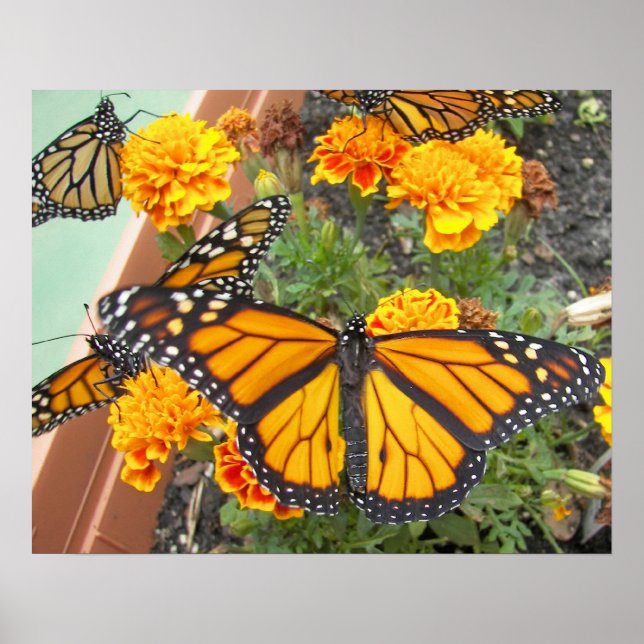 Poster Mon Monarque Papillons-affiche (Devant)