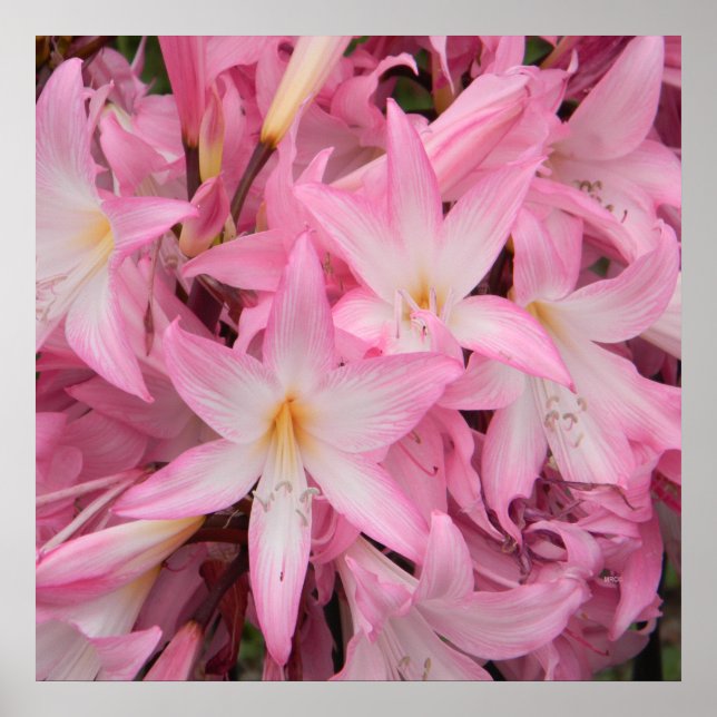 Poster Mon petit ami qui dort..... (Devant)