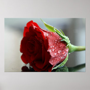 Poster Mon Rose d'anniversaire.